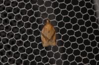 Clepsis consimilana