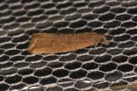 Bactra