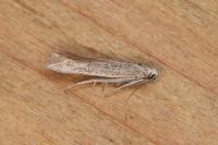 Ptocheuusa paupella