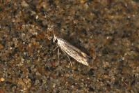 Ptocheuusa paupella