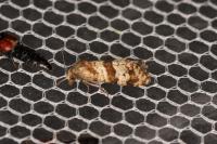 Cochylimorpha cultana