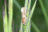 Eucosma gr. cana