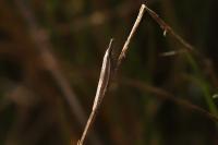 Pleurota