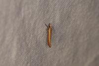 Zelleria hepariella