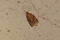 Clepsis consimilana