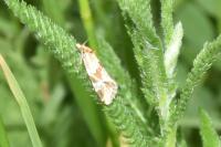 Aethes hartmanniana