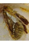 Korscheltellus lupulinus