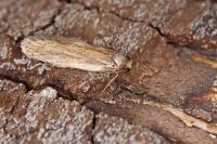 Depressaria libanotidella