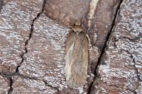 Depressaria libanotidella