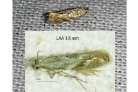 Bucculatrix bechsteinella