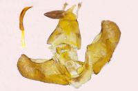 Depressaria libanotidella