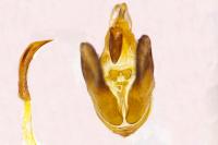 Depressaria libanotidella