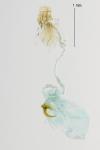 Gracillaria syringella