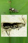 Grapholita compositella