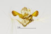 Grapholita compositella