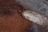 Depressaria chaerophylli