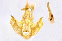 Depressaria chaerophylli