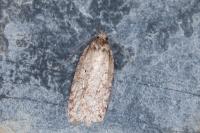 Agonopterix ivinskisi