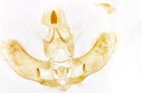 Agonopterix ivinskisi