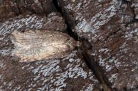 Agonopterix ivinskisi
