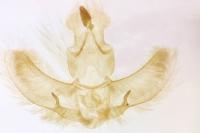 Agonopterix ivinskisi