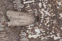 Depressaria bupleurella