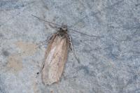 Depressaria bupleurella