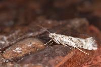 Rhigognostis senilella