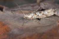 Rhigognostis senilella