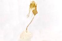 Rhigognostis senilella