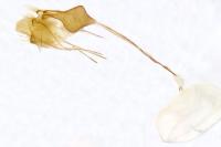 Rhigognostis senilella