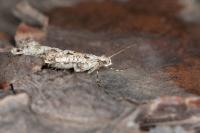 Rhigognostis senilella