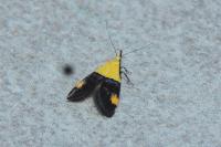 Oecophora bractella