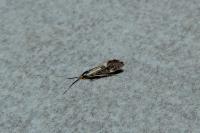 Esperia sulphurella