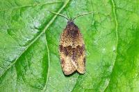 Syndemis musculana