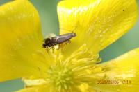 Glyphipterix simpliciella