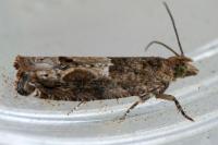 Crocidosema plebejana