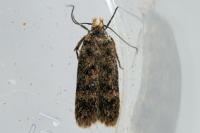 Bryotropha