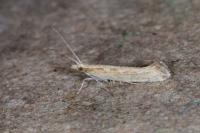 Plutella xylostella
