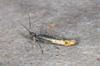 Coleophora