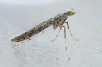 Povolnya leucapennella