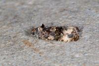 Endothenia