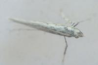 Povolnya leucapennella