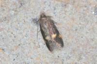 Borkhausenia minutella