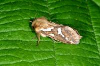 Korscheltellus lupulinus