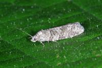 Cnephasia