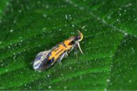 Schiffermuelleria schaefferella
