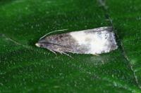 Notocelia cynosbatella