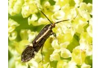 Esperia sulphurella