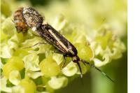 Esperia sulphurella
